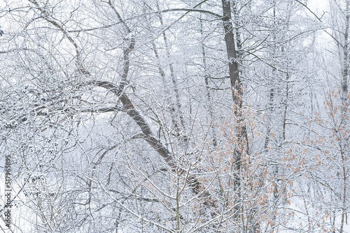 Trees covered with snow as a soft winter background.