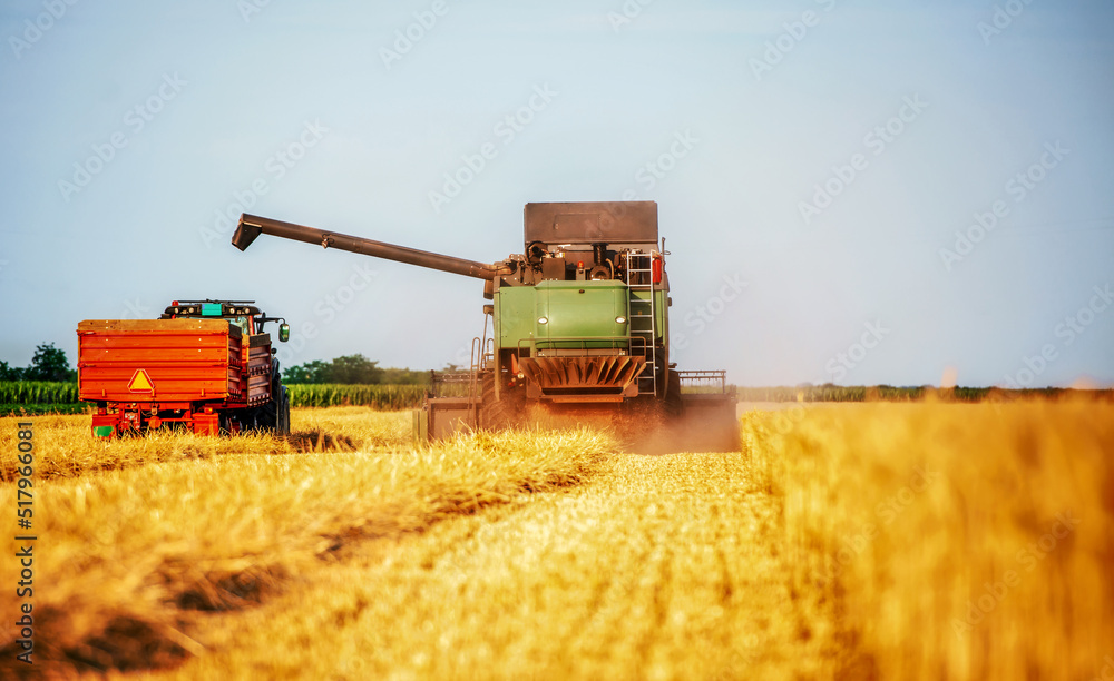 Fototapeta premium Harvesting campaign. Combine and tractor in the wheat field during the harvest. Agricultural concept