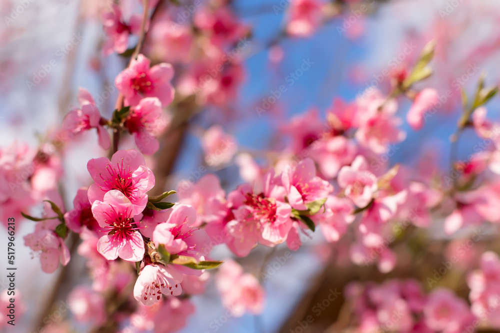 Pink peach flowers blooming on peach tree, selective focus. Peach blossom in spring in sky background. Pink peach flowers blooming on peach tree, selective focus. Peach blossom in spring in sky background.