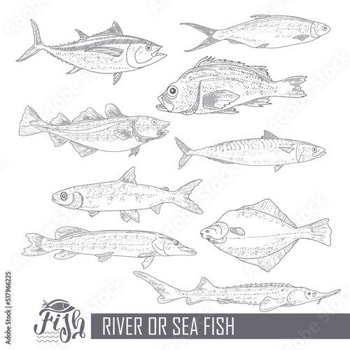 A set of river and sea fishing. Collection of fish in engraving style, isolated on a white background
