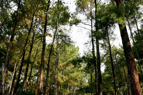 Wilderness landscape pine trees forest