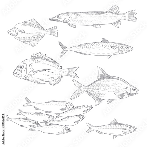 A set of river and sea fishing. Collection of fish in engraving style, isolated on a white background