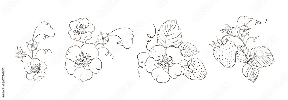 Set of different branches of strawberry berries on white background.