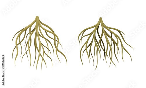 Branching Root as Tree Part Below the Surface of Soil Vector Set