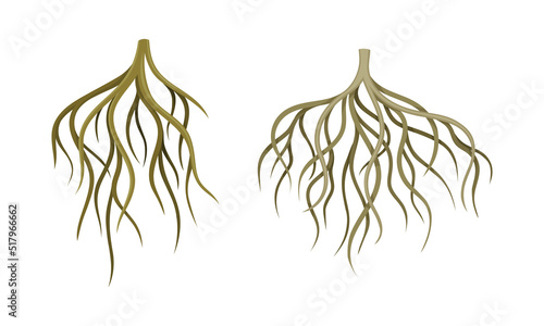 Branching Root as Tree Part Below the Surface of Soil Vector Set