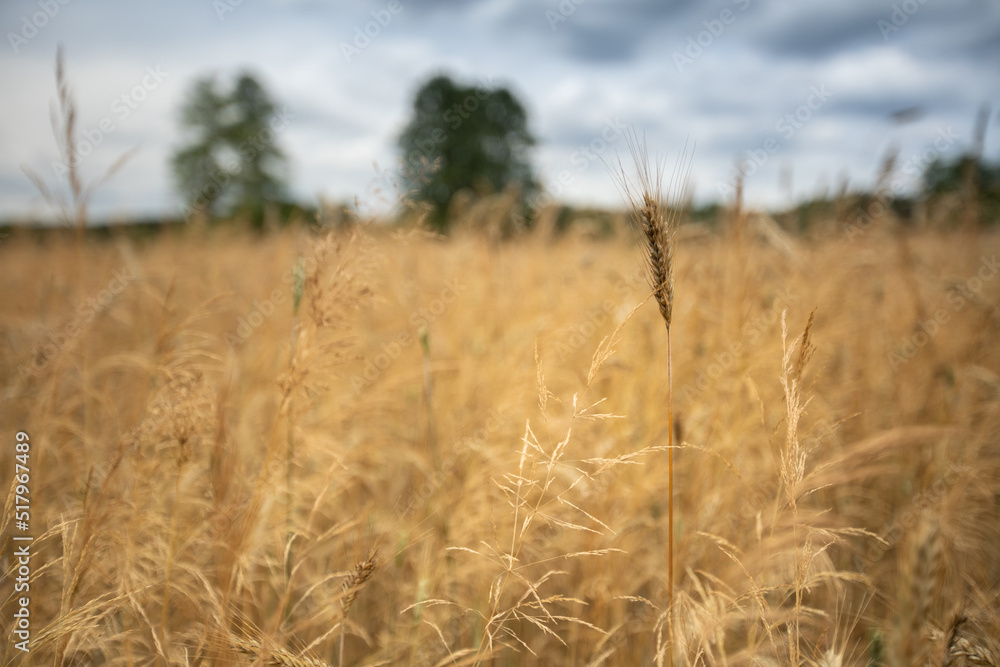 Fototapeta premium field of wheat