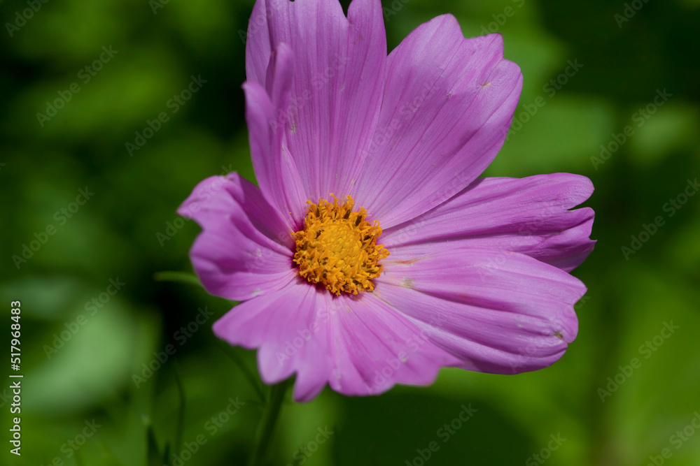 Purple Lavendar Pink Cosmos with yellow middle Flower