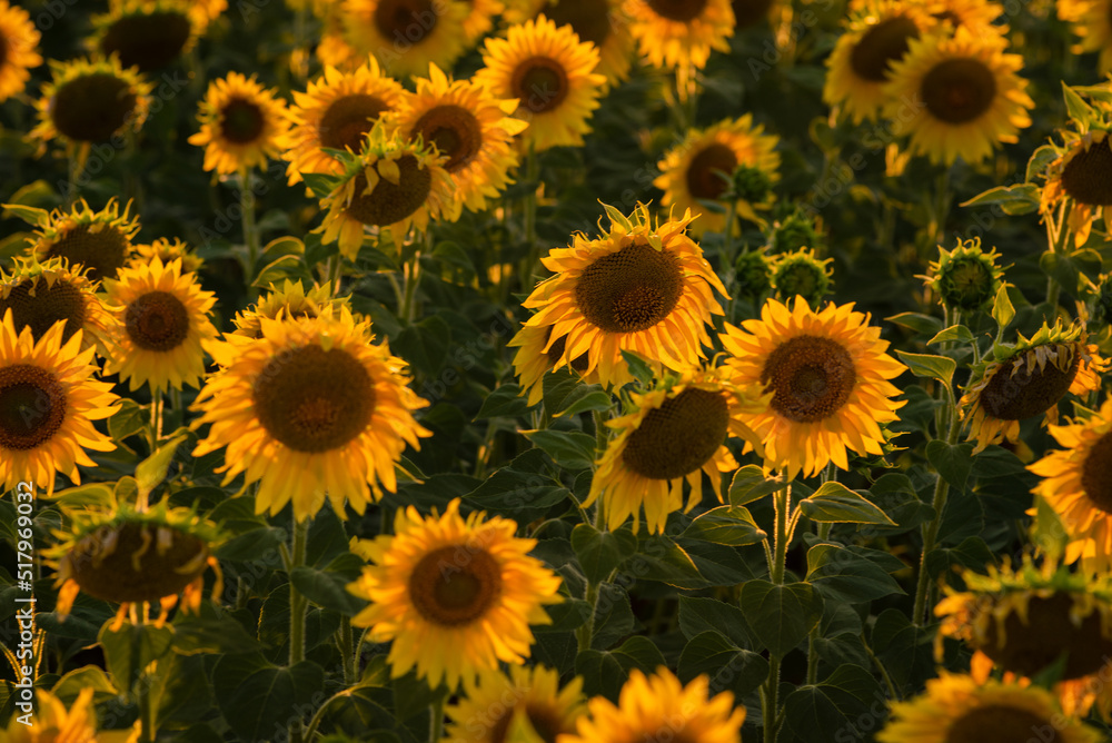 Fototapeta premium fruitful Beautiful sunflower on a sunny day with a natural background. Selective focus. High quality photo, against sunset golden light, Sunflower blooming. Close-up of sunflower. yellow oange