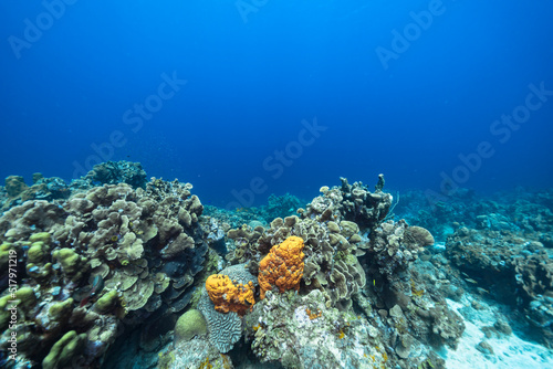 Fototapeta Naklejka Na Ścianę i Meble -  Seascape with various fish, coral, and sponge in the coral reef of the Caribbean Sea, Curacao
