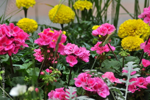 Wallpaper Mural A flower is a system of organs of seed reproduction of flowering (angiosperm) plants. Torontodigital.ca