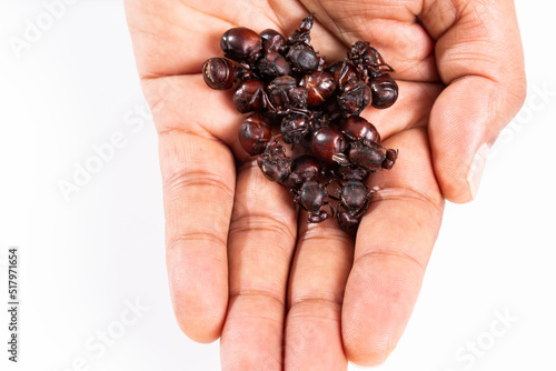 Ants culonas Typical Gastronomy of Santander Colombia; Photo White Background