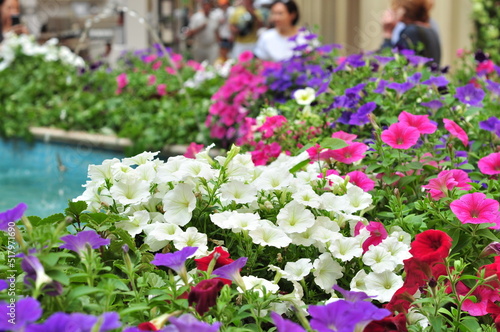 Wallpaper Mural A flower is a system of organs of seed reproduction of flowering (angiosperm) plants. Torontodigital.ca