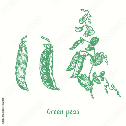 Sweet pea plant, closed and open pod.  Ink black and white doodle drawing in woodcut style