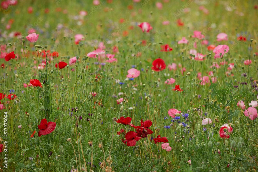 Wild Poppy Field