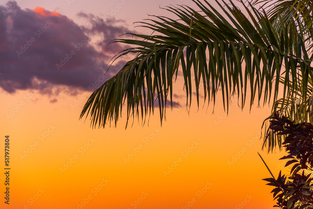 Obraz na płótnie Liść palmy na tle nieba w salonie