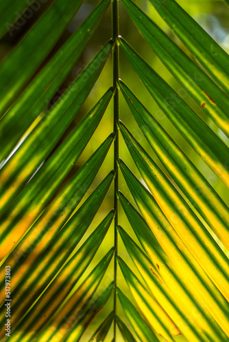 Liść palmy 