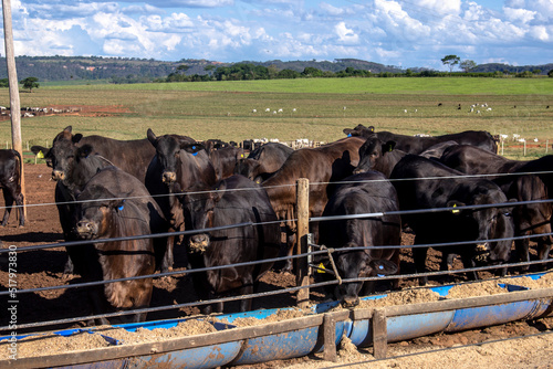Fényképezés aberdeen angus cattle in confinement in Brazil