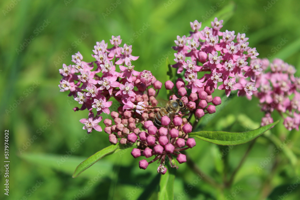 Bee feeding on purple milkweed blooms at Wayside Woods in Morton Grove, Illinois Bee feeding on purple milkweed blooms at Wayside Woods in Morton Grove, Illinois