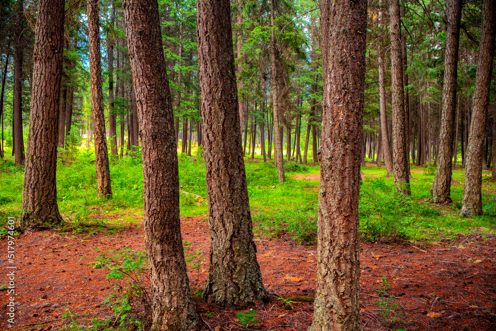 Naklejka premium Douglas Fir Forest Trees Fountain Lake British Columbia