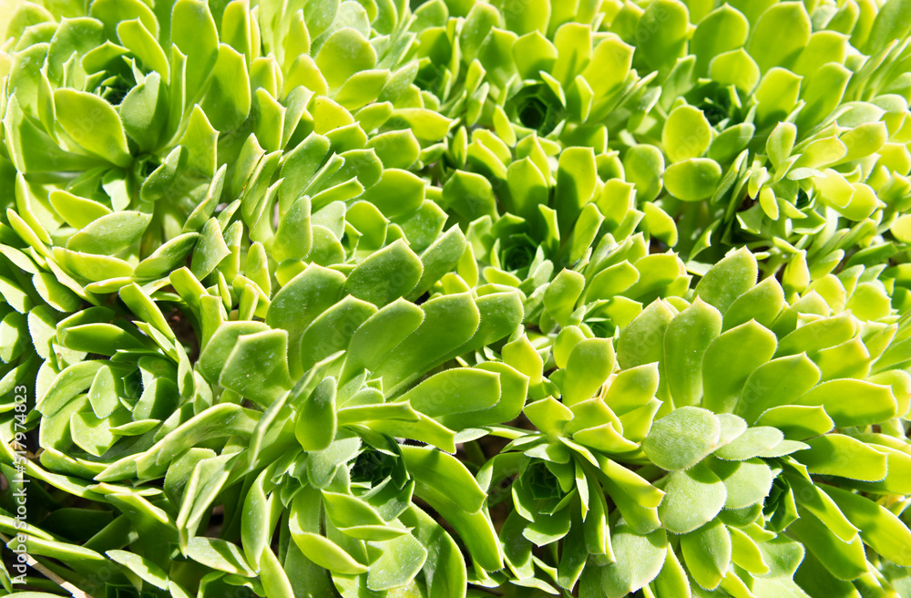 crassulaceae succulent cactus with green leaves. cactaceae background crassulaceae succulent cactus with green leaves. cactaceae background
