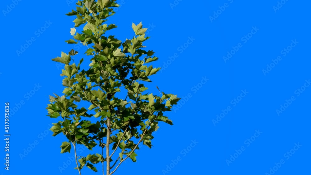 Green plants with a blue background for editing and removing the blue background, followed by obtaining an alpha channel. Green tree branches sway in the warm wind. Green plants with a blue background for editing and removing the blue background, followed by obtaining an alpha channel. Green tree branches sway in the warm wind.