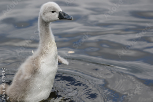 Photography Mute Swan Cygnet, London, UK