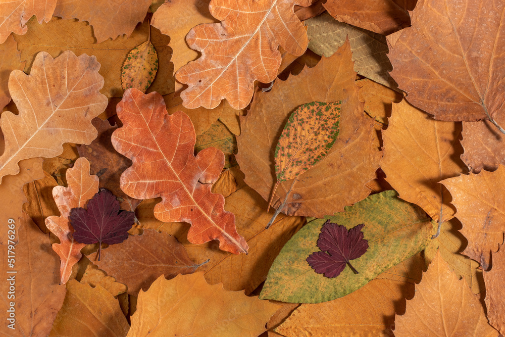 Lots of brown dry leaves. Autumn background. Flat lay.