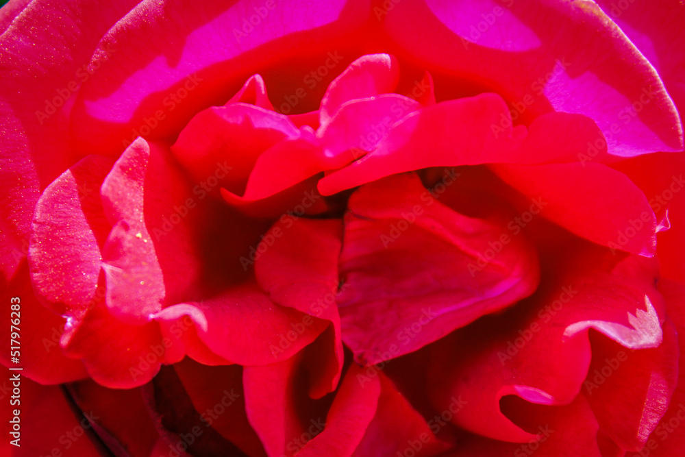 red rose macro red rose macro