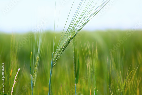 Spikelet of unripe rye in the middle of the field. Agriculture. Spikelet of rye close-up on a blurred background.