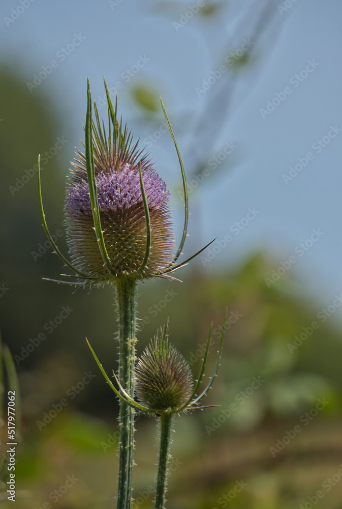 Obraz premium Wild Teasel, also known as Common teasel or Venuscup teasel. Botanical name: Dipsacus sylvestris.