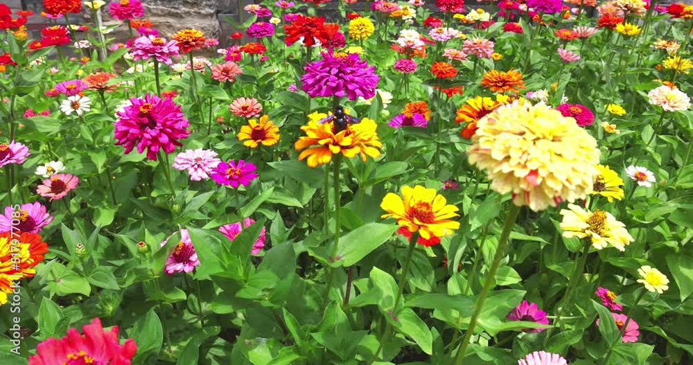 Beautiful colorful zinnia flowers in the garden, bees and bumblebees take nectar from the flowers on a sunny summer day, close up shot Beautiful colorful zinnia flowers in the garden, bees and bumblebees take nectar from the flowers on a sunny summer day, close up shot