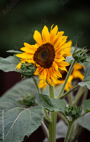 Sunflower isolated against a blurry dark background. Sunflower with yellow petals. Flower in saturated colors.