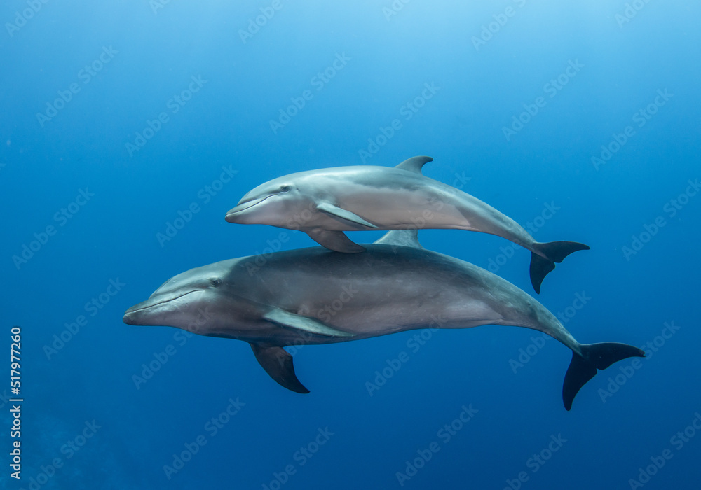 Obraz premium Young dolphin