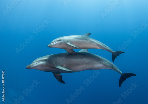 Young dolphin © Tropicalens