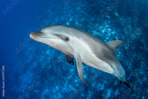 Young dolphin