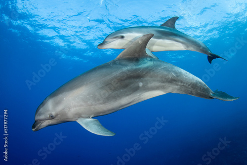 Young dolphin