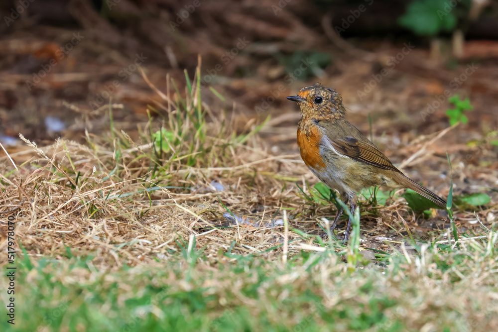 Young robin bird 