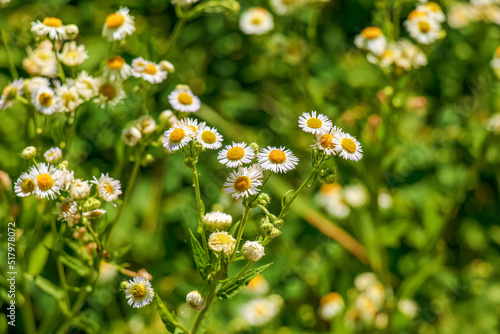 Chamomile flower field. Chamomile pharmacy (otherwise Matricaria chamomilla, chamomile stripped, Camila, blink, blush, maiden flower, romaniei) in the meadow. Camomile in the nature. photo