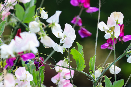 Sweet pea flowers 