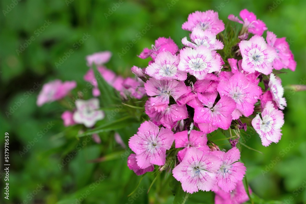 Bright flowers of Turkish carnation on a green background close-up. Bright flowers of Turkish carnation on a green background close-up.