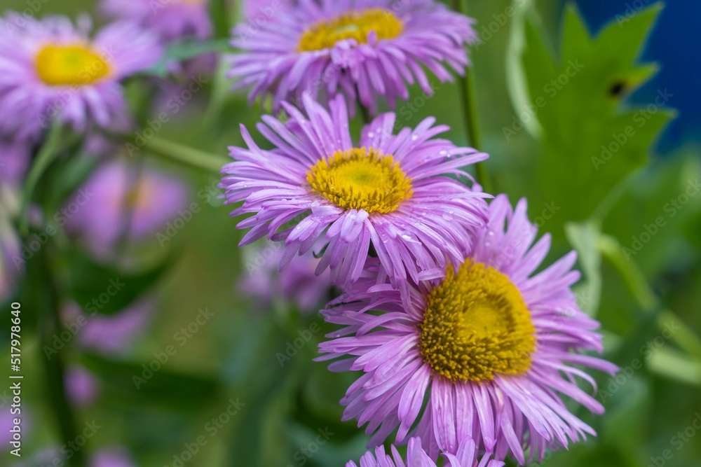 Lilac Mexican daisies, or beautiful small petal, close-up. Lilac Mexican daisies, or beautiful small petal, close-up.
