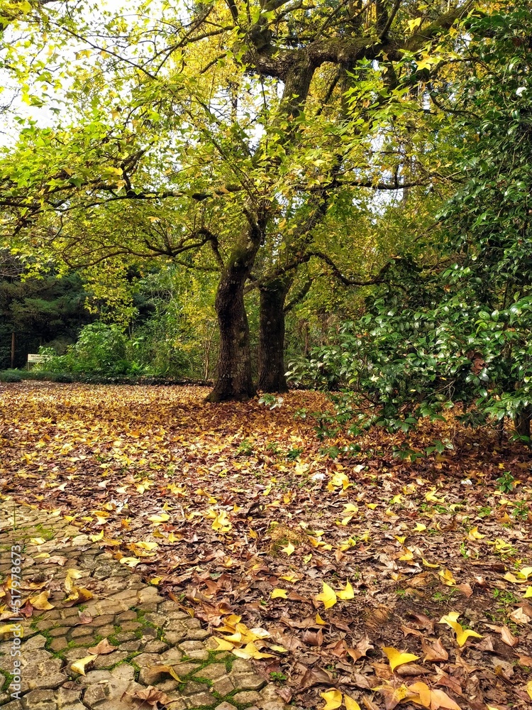 autumn in the park autumn in the park