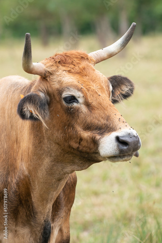Brown cow head portrait of rare cattle breed Maraichine in France