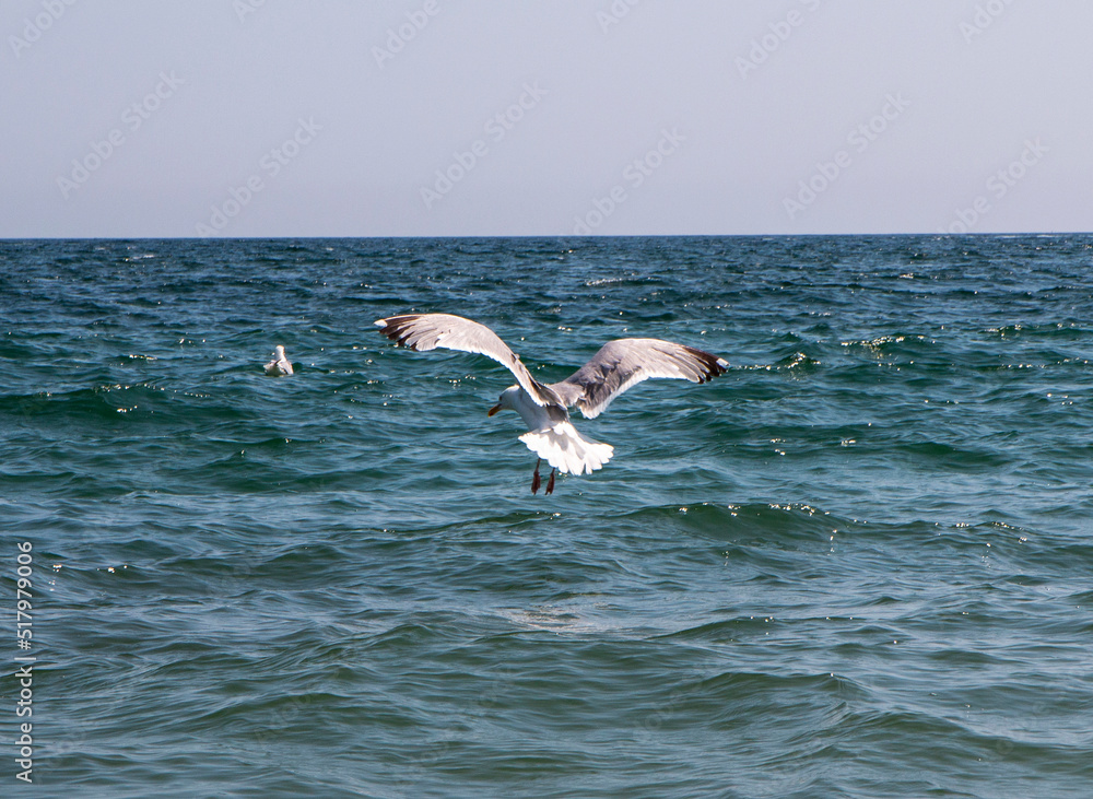 Seagull landing in the ocean