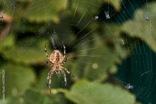 The spider-cross (lat. Araneus) sits in the center of the web and waits for prey caught in the web.