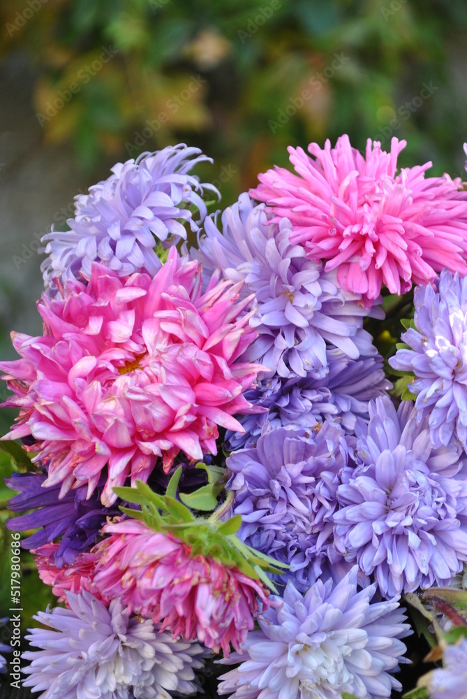 asters