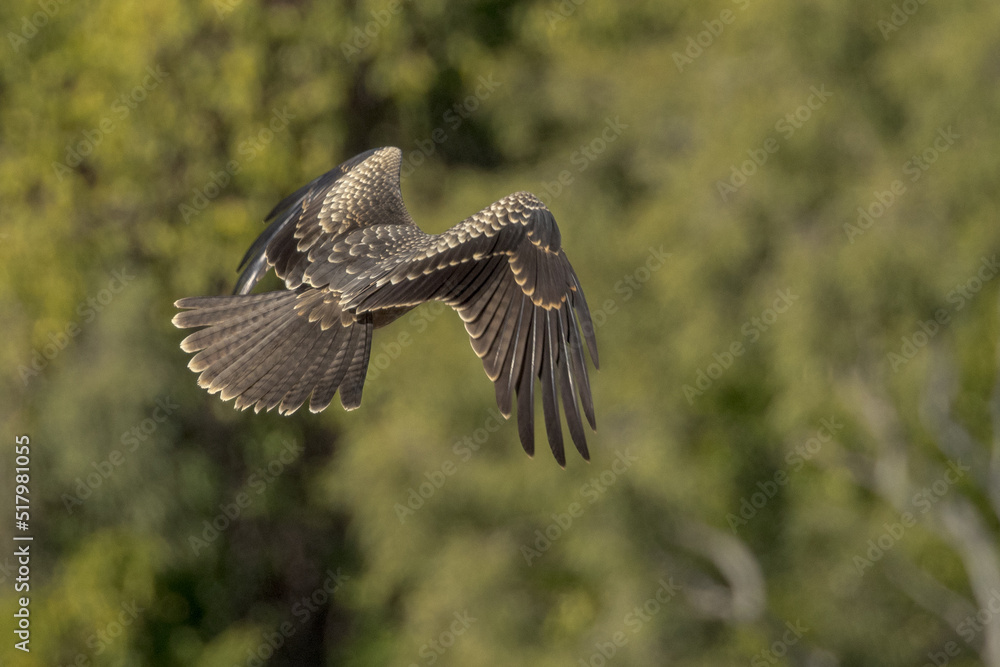 Fototapeta premium Black Kite in Queensland Australia