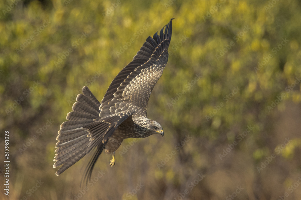 Fototapeta premium Black Kite in Queensland Australia