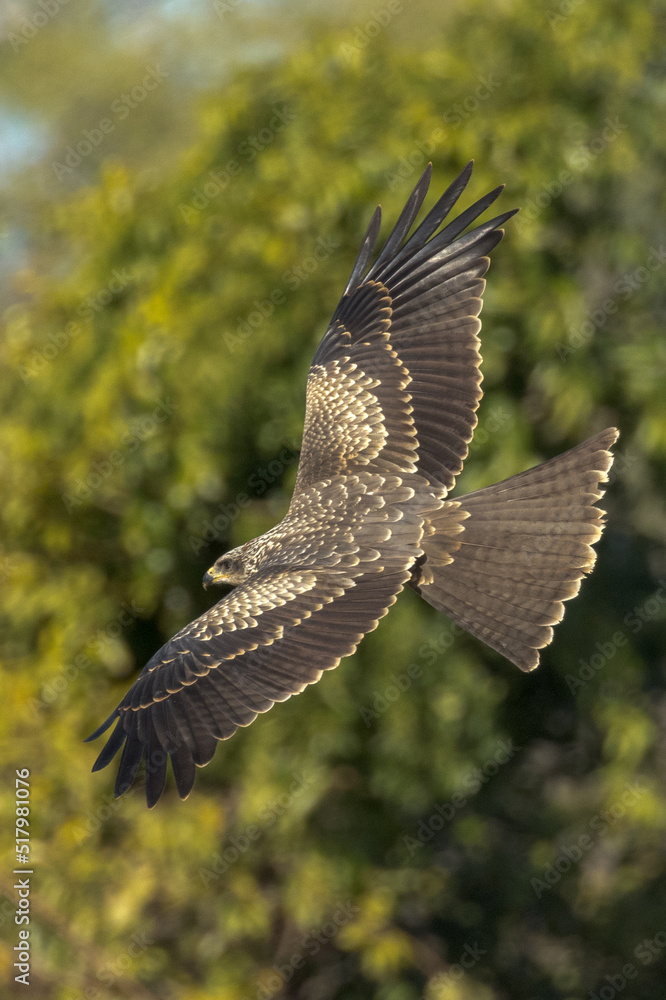 Fototapeta premium Black Kite in Queensland Australia