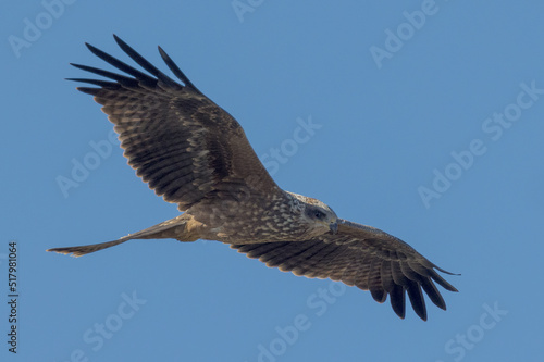 Black Kite in Queensland Australia